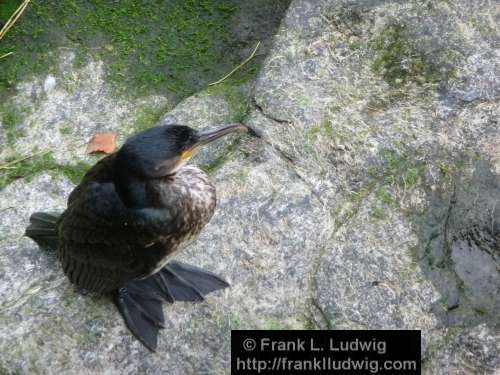 Cormorant at the Garavogue